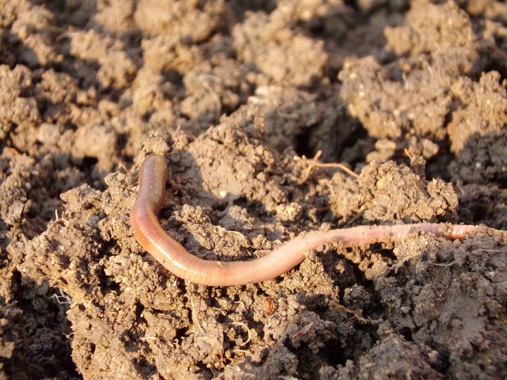 earthworm-686592_1000 klein